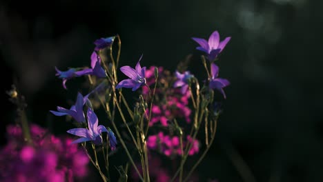 purple bellflowers in a meadow