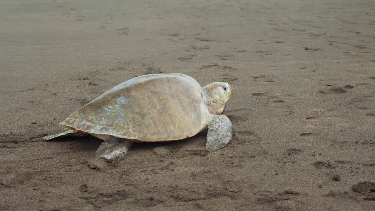 tortuga marina solitaria moviéndose a lo largo de la playa buscando un lugar para desplegar huevos en tambor, costa rica