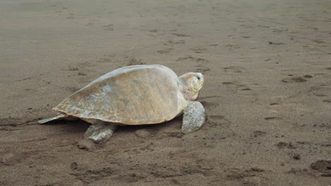 lone sea turtle moving along the beach looking for a spot to deploy eggs in tambor, costa rica