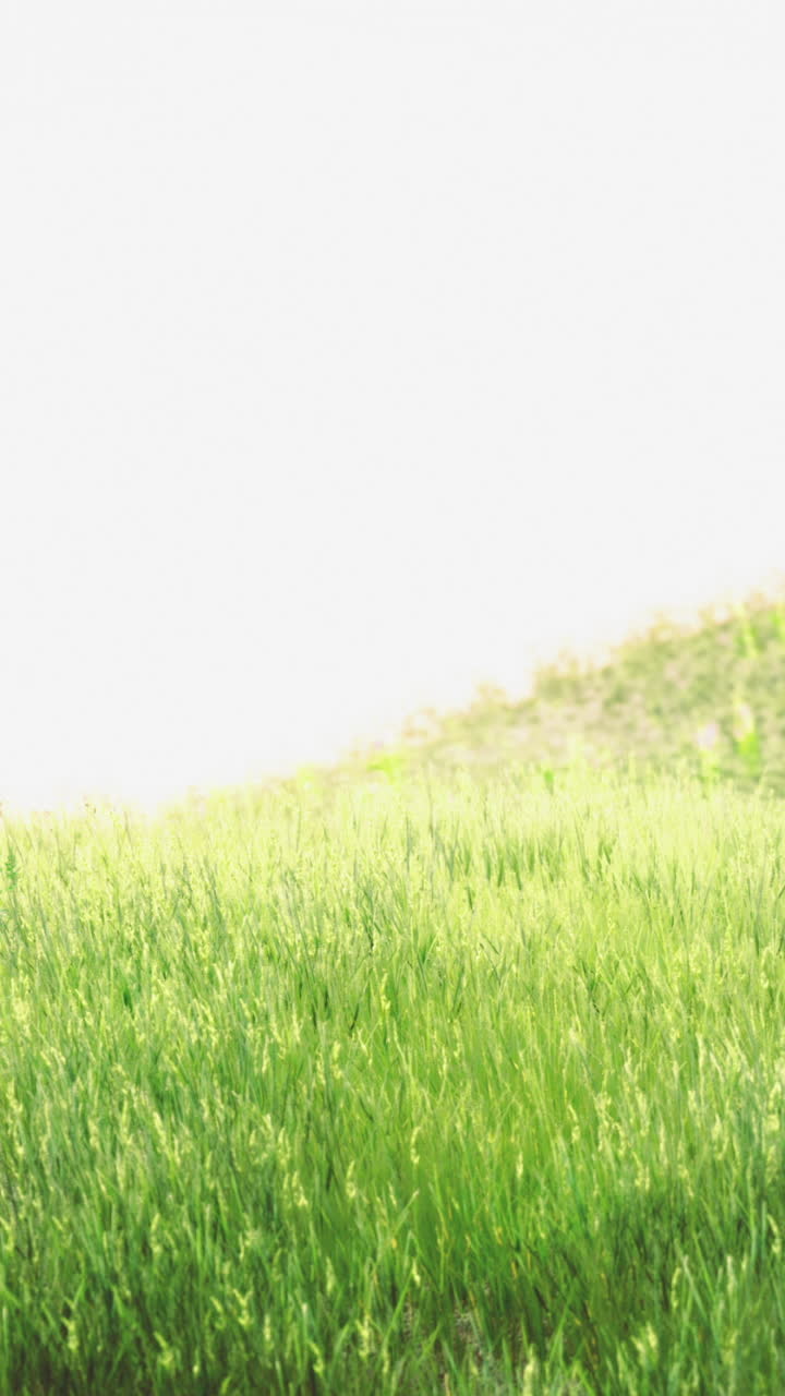 Vibrant green meadow with wildflowers basking under the warm sun