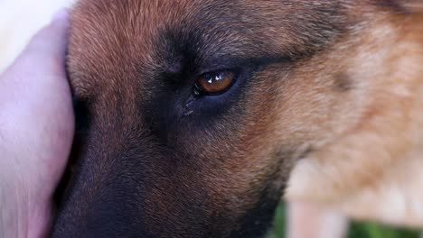 petting a german shepherd dog in close-up with the dog looking towards the camera