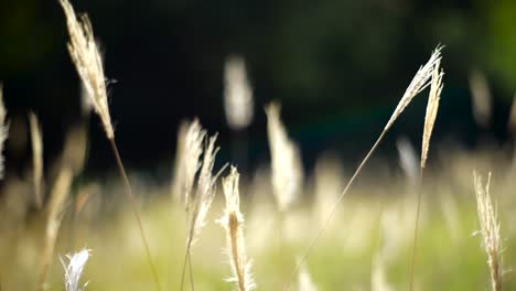 grass blowing in wind on a sunny day, close up