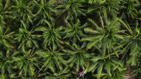 Aerial-top-down-view-on-dense-palm-tree-plantation-in-Vietnam,-dolly-out