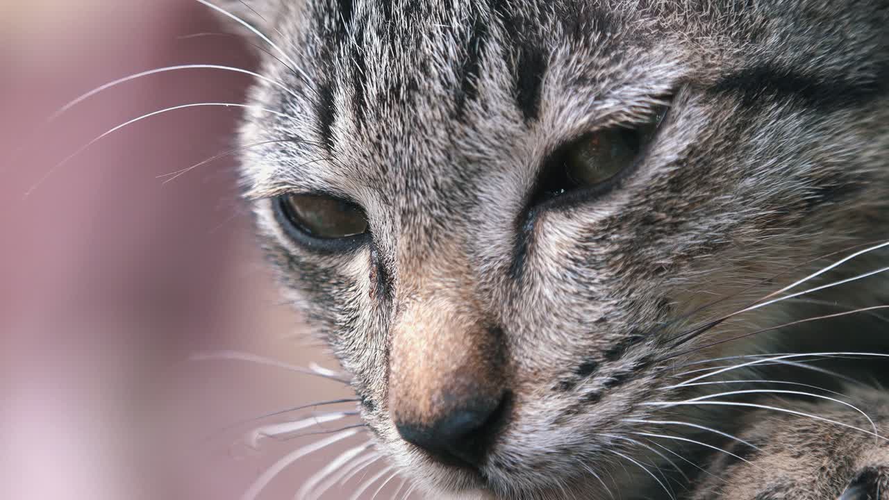졸려 보이는 고양이의 클로즈업 샷