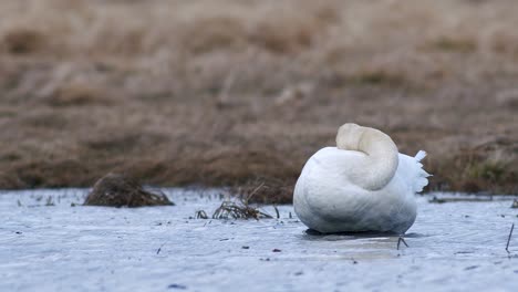 whooper swans sleeping during spring migration resting in dry grass flooded meadow puddle