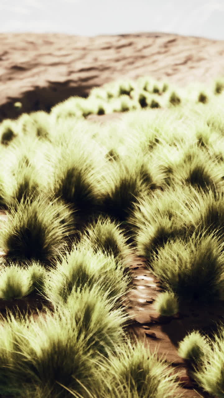 un primer plano de la hierba en un desierto.