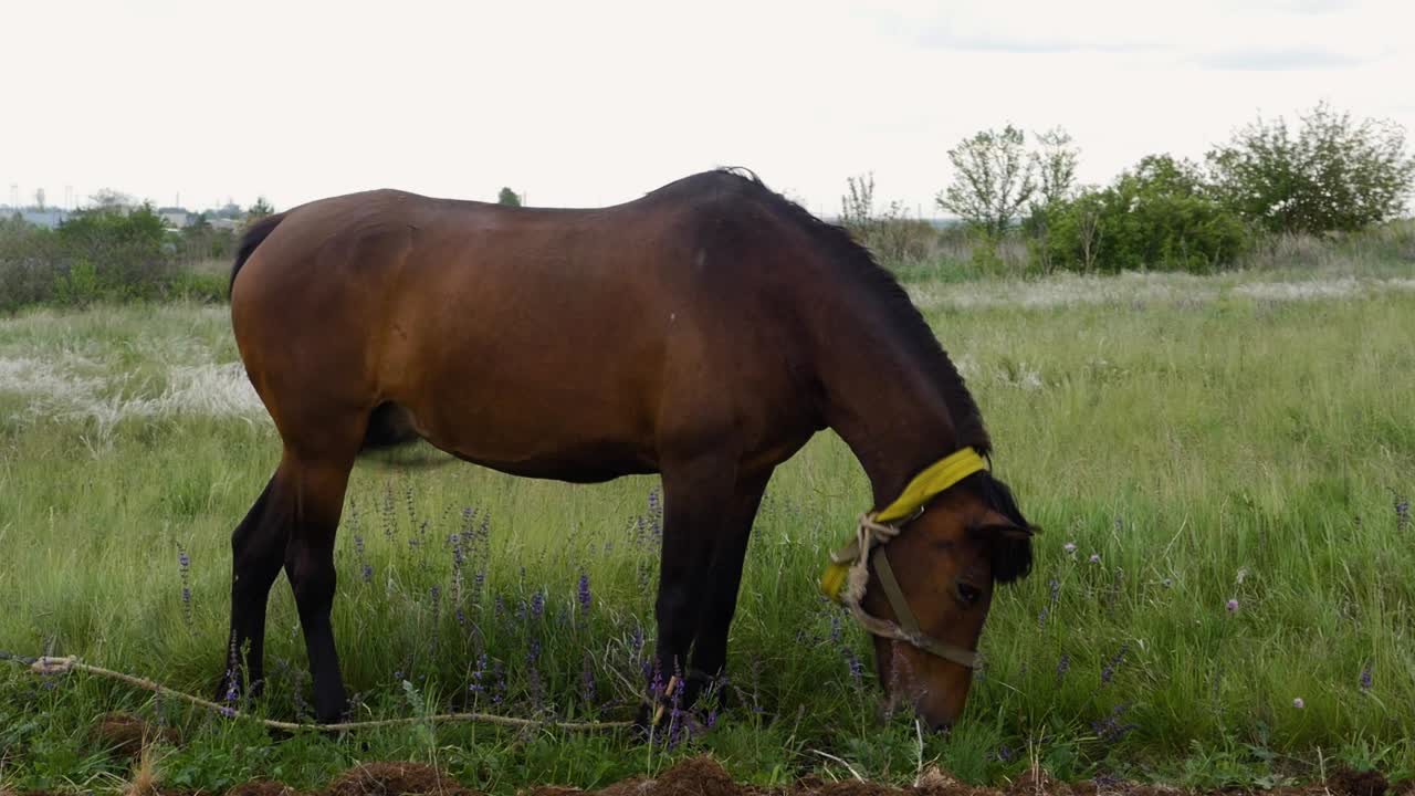 caballo marrón pastando en un prado
