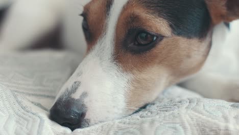 small dog breed the jack russell terrier lays on the bed