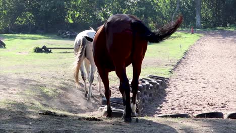 white-spotted-and-dark-brown-horse-walking-together-onto-a-field