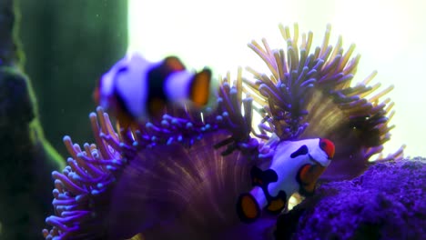 peces jugando en una pecera entre el coral
