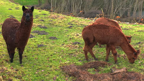 three-brown-alpacas-standing-on-green-meadow-eating-grass-in-slow-motion