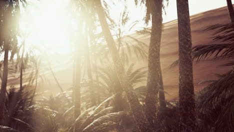 the palms oasis trail is one of many popular hikes in national park