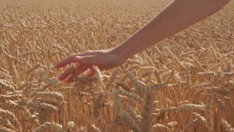 Primer-Plano-De-La-Mano-De-Una-Mujer-Tocando-La-Punta-De-Una-Planta-De-Trigo-En-Un-Campo-Agrícola,-Concepto-De-Sentido-Del-Tacto