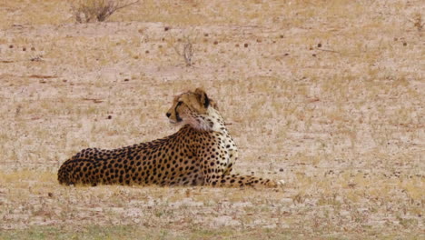 Liegender-Gepard,-Der-Die-Umgebung-In-Afrikanischer-Wildnis-Auswertet---Mittlere-Aufnahme