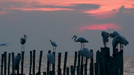 The-Great-Egret,-also-known-as-the-Common-Egret-or-the-Large-Egret