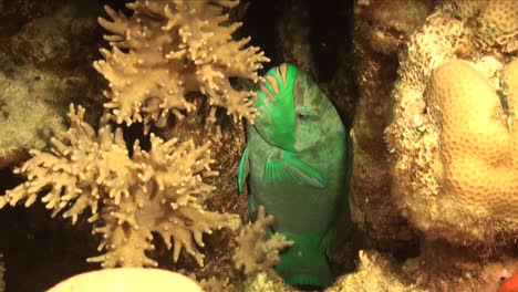 pez loro verde escondido entre corales por la noche para protección y descanso