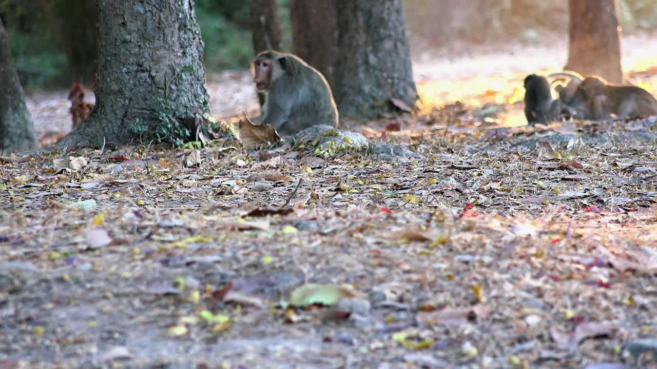 toma estática exterior media de monos bebés peleando en el fondo durante el día