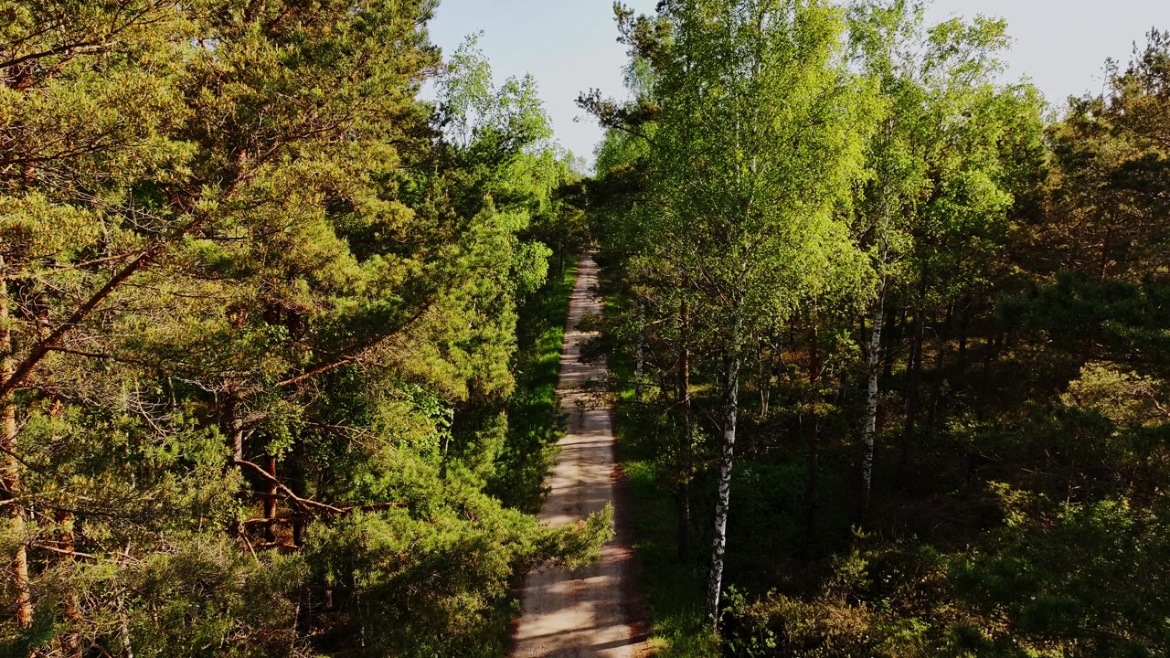 Forest road, Akacis Bog Lake, Latvia surrounded by dense trees, sunlight shadows