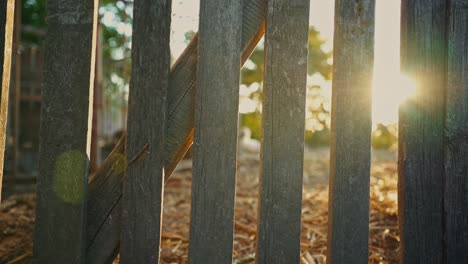 el sol brillando a través de una valla de madera, el amanecer dorado, la vieja puerta gris.