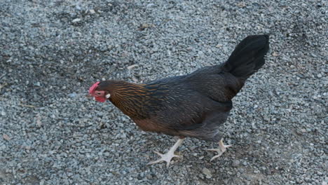 Slow-motion-medium-shot-of-a-chicken-walking