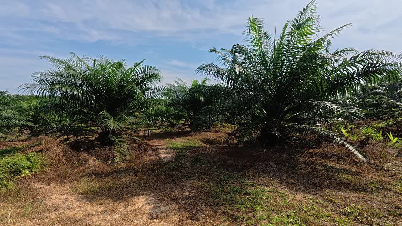 Palm oil trees flourishing in a lush plantation, a vital commercial crop in tropical Malaysia. The fruits are processed into cooking oil and various essential products.