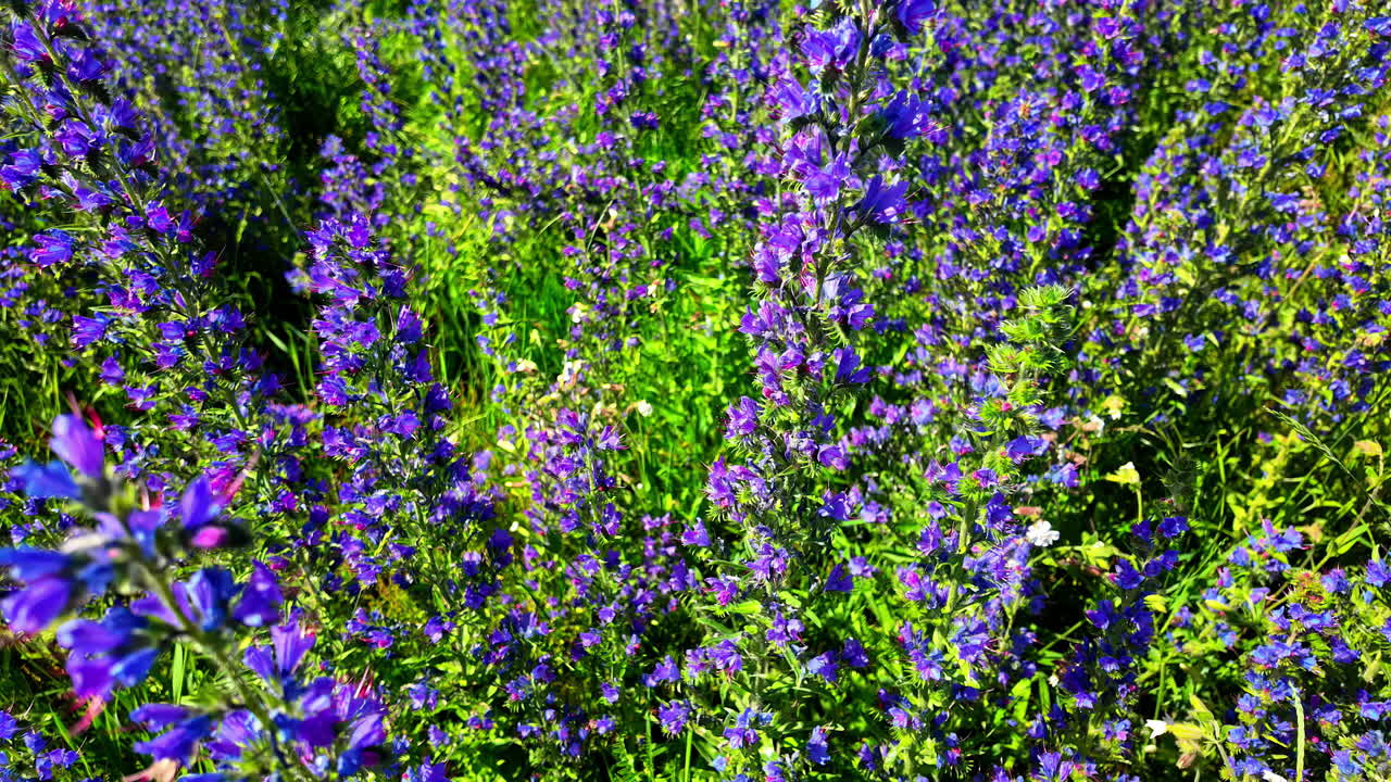 Field of Purple Viper's Bugloss Flowers