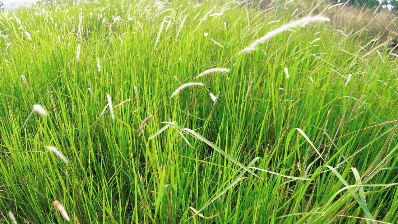 hierba hierba ojo de pez soplado por el viento