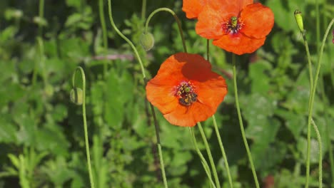 red poppy flowers in a meadow with honey bees gathering nectar, slow motion closeup