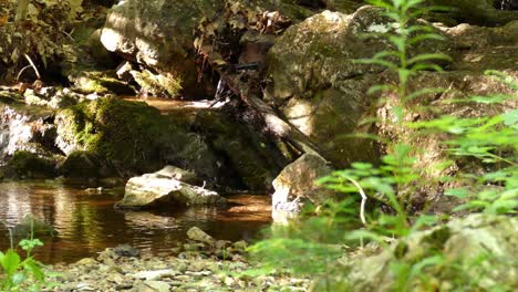 a small creek on a sunny day, quebec, canada, wide shot panning right