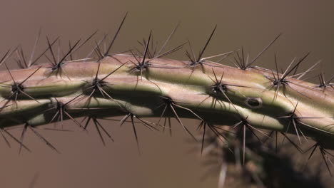 extremidad de cactus en el desierto, de cerca