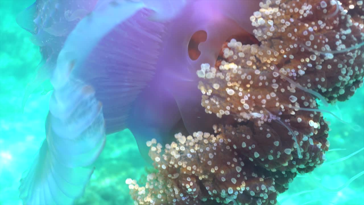 medusas de coliflor nadando en aguas poco profundas en primer plano