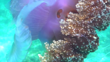 cauliflower jellyfish swimming in shallow water closeup uhd