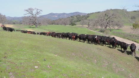 the cattle gather at the top of a mild slope in anticipation to continue their journey