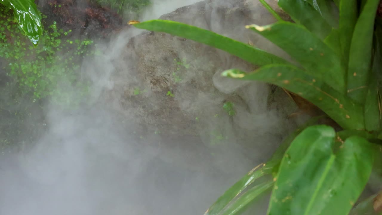 Lush green plants surrounded by swirling mist in a tranquil garden environment. Soft lighting enhances the serene atmosphere
