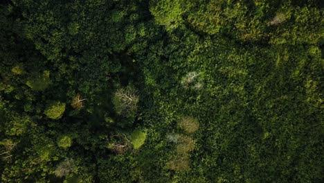 Toma-Aérea-De-Arriba-Hacia-Abajo-De-La-Pendiente-Con-Vegetación-En-El-Volcán-En-Indonesia-Mientras-La-Luz-Del-Sol