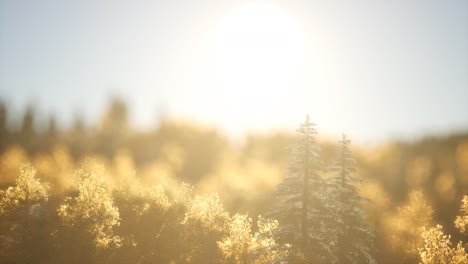bosque de pinos al amanecer con cálidos rayos de sol