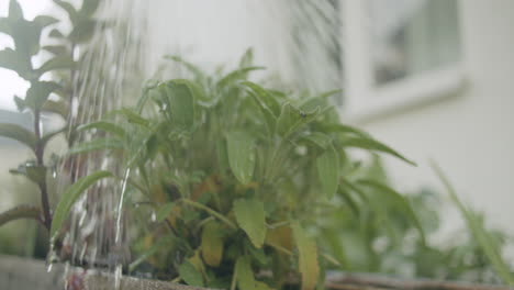 Low-angle-close-up-shot-of-watering-sage-growing-in-a-small-pod-in-a-raised-bed