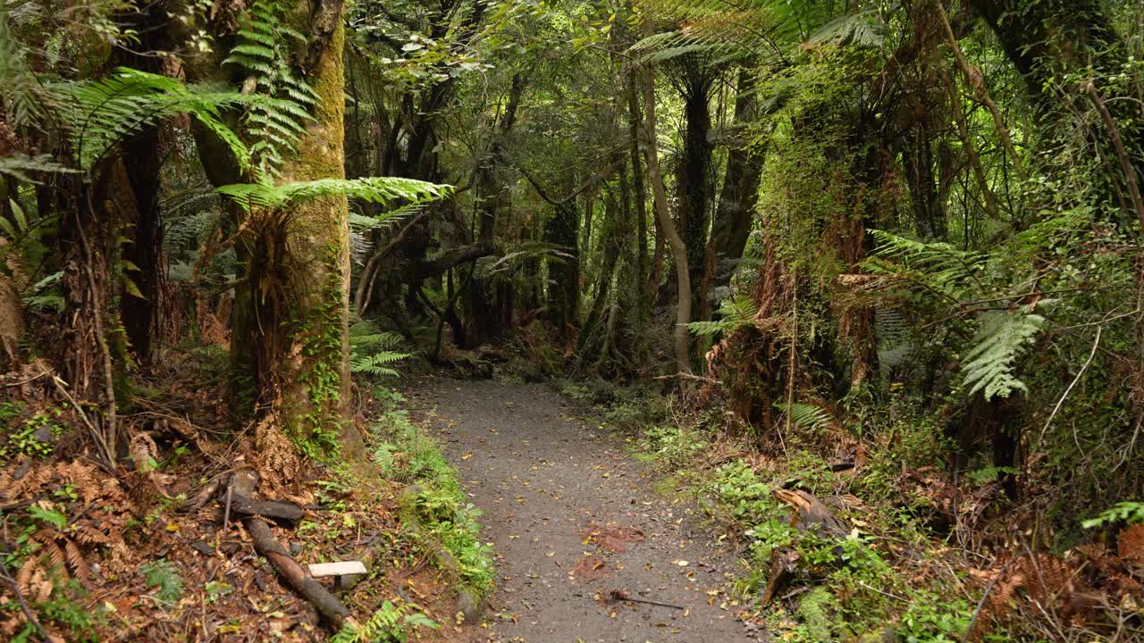vista de un bosque tropical templado con musgo y helecho plateado en nueva zelanda