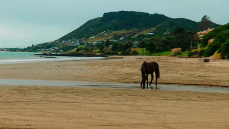 Slow-motion-mid-shot-of-a-horse-drinking-water-out-of-the-river-on-a-beach-at-Ahipara,-New-Zealand