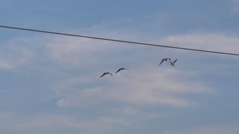 Four-Northern-Gannets-fly-in-formation-across-a-bright-blue-summer-sky-in-the-Magdalen-Islands