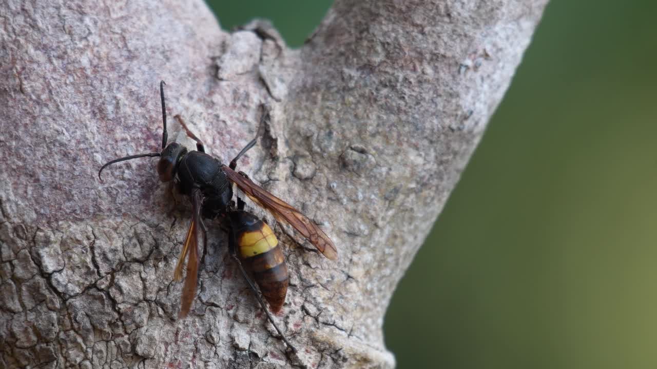 작은 줄무늬 말벌, vespa affinis