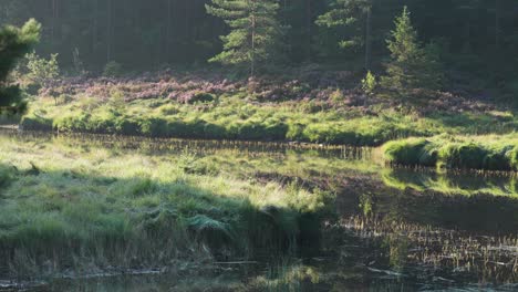 banks covered with green grass and pink heather are reflected in the still water of the small pond