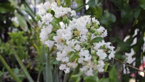 White-Flowers-in-Bloom-blowing-in-wind