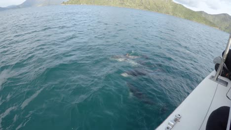 dolphins swimming in the ocean