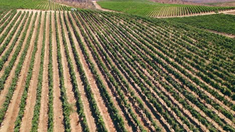 vista aérea inmersiva con plantaciones de viñedos en formación de enrejado en las montañas del valle de limarí, norte de chile