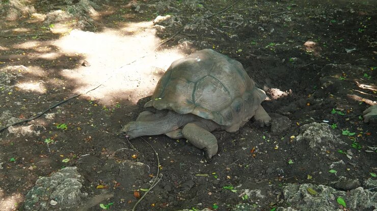 Zanzibar Island Inhabited By Giant Tortoises