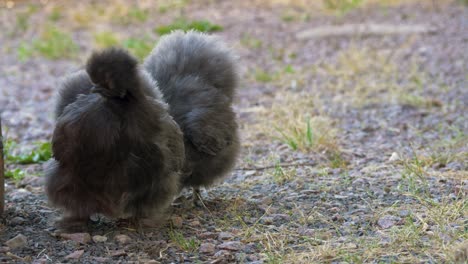 two silkie bantams chickens looking for food