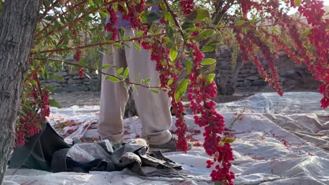 hombre granjero en la recolección de bagas en el jardín de bayas en la temporada de otoño tiempo de cosecha el sabor agrio rojo frutas maduras se vuelven secas al sol y uso en la cocina de alimentos cocina persa sabroso saludable sabor a vitaminas veganas