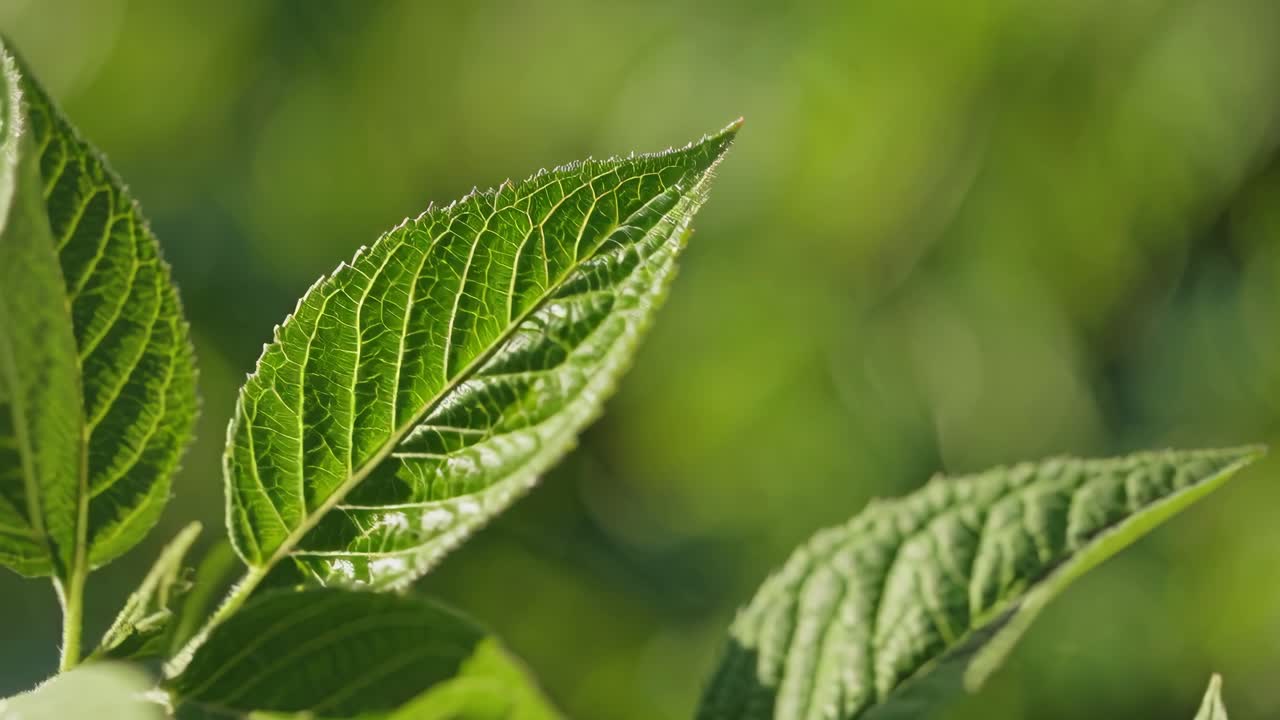 Close-up video of vibrant green leaves with a shallow depth of field, capturing a serene, natural