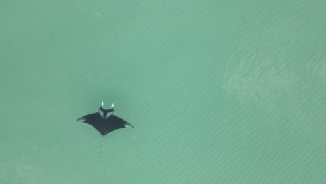 overhead: manta ray slowly swims bottom to top on left side of frame